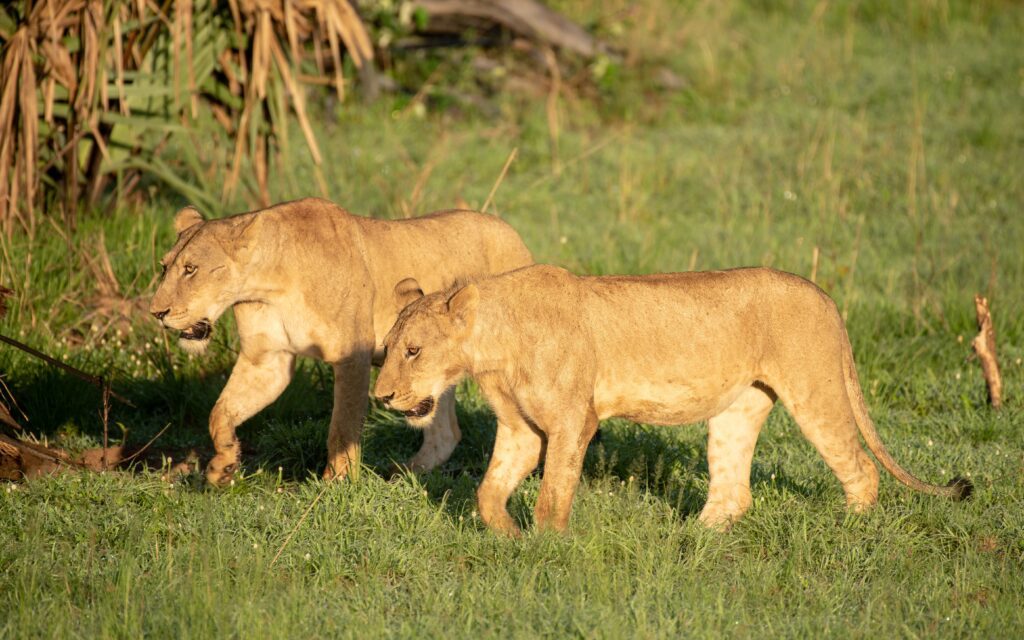 Uganda Travel Guide: Parks, Wildlife and Nature