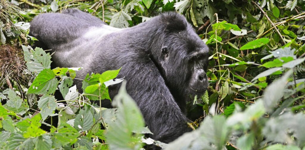 Uganda Travel Guide: Parks, Wildlife and Nature