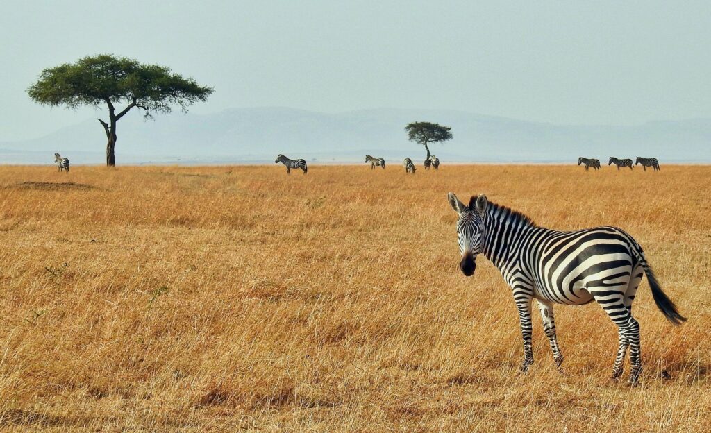 Uganda Travel Guide: Parks, Wildlife and Nature